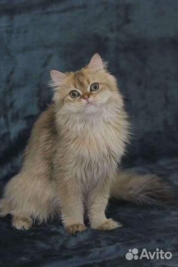 Британская золотая шиншилла