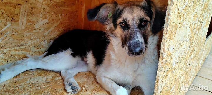 Собака в добрые руки