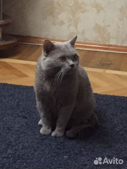 Британский кот вязка