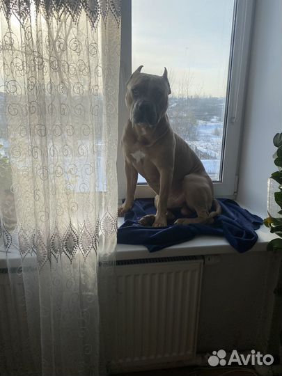 Стаффорд вязка