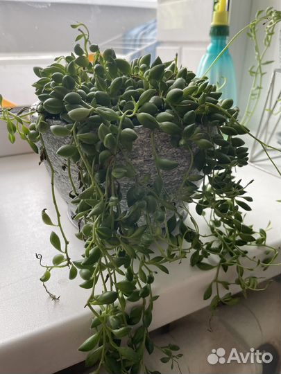 Крестовники - разные виды