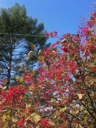 Участок 10 сот. (СНТ, ДНП)