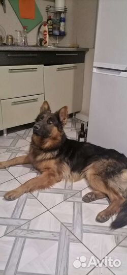 Немецкая овчарка длинношерстная