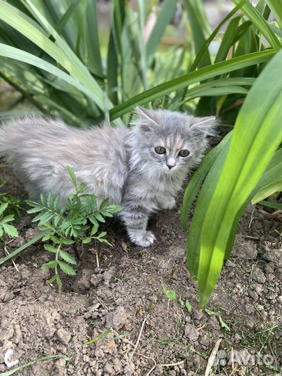 Котенок в добрые руки