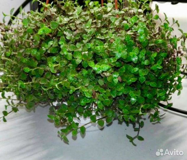 Традесканции сортовые