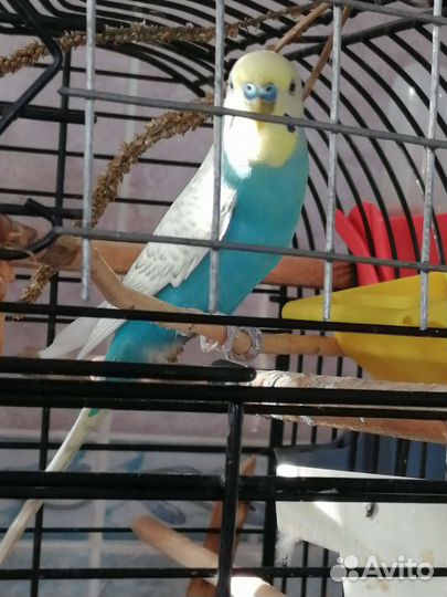 Волнистый попугай