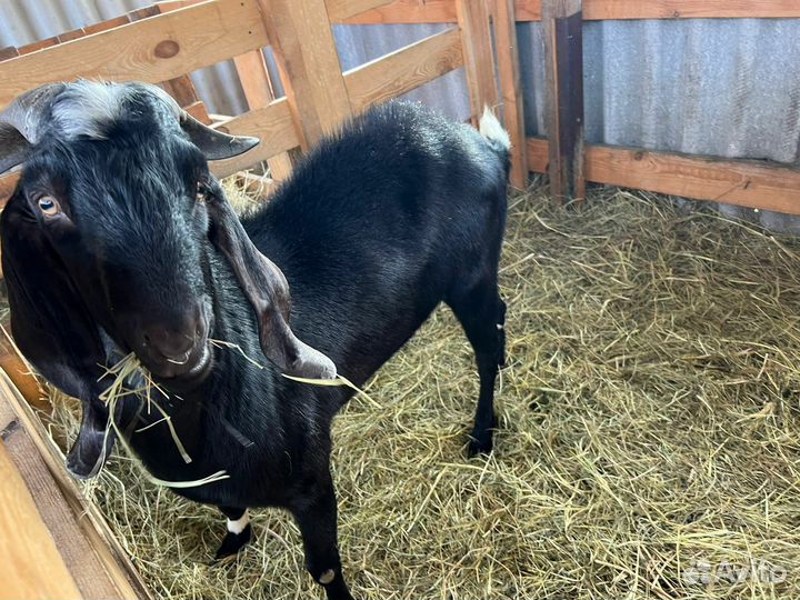 Нубийский козел