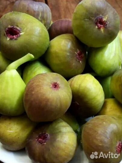 Чапла, Закавказский розовый, Брунсвик