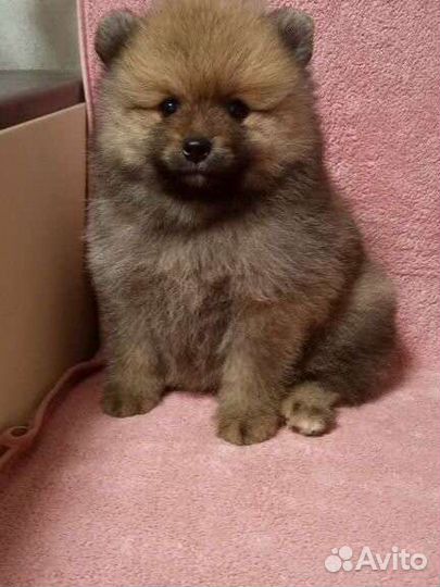 Немецкий шпиц - щенки две девочки