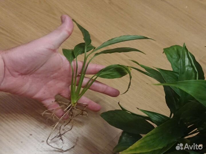 Спатифиллум