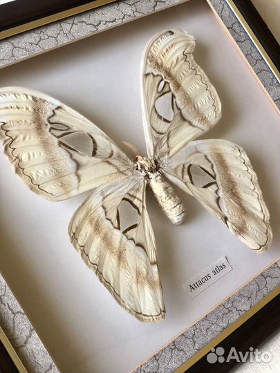 Бабочка Attacus atlas