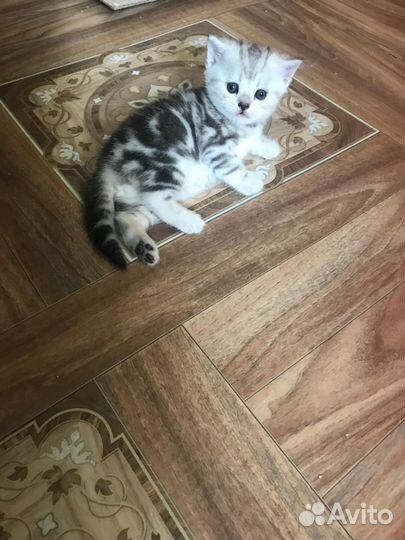 Котёнок британской породы - Серебристая шиншилла