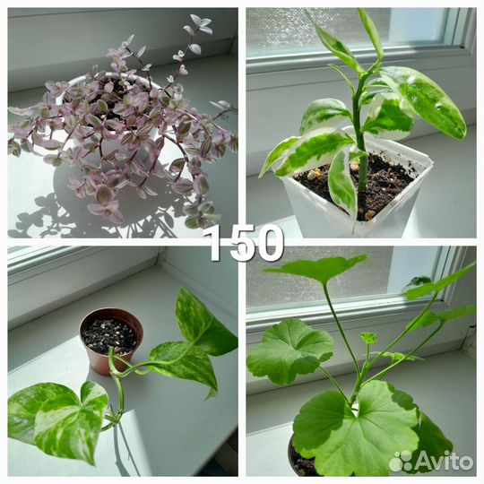 Комнатные цветы