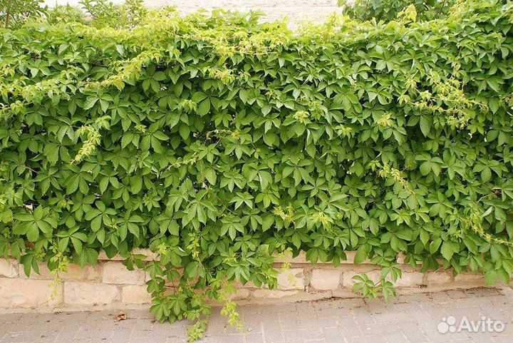 Девичий виноград