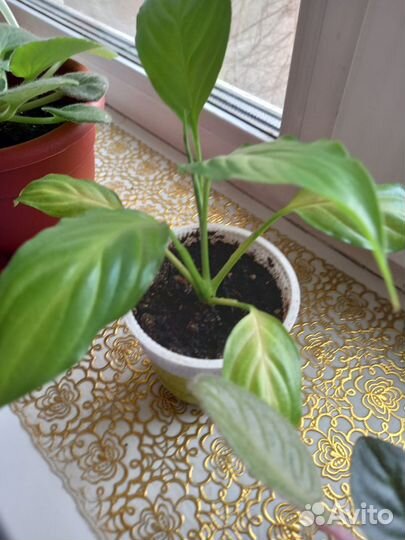 Комнатные цветы