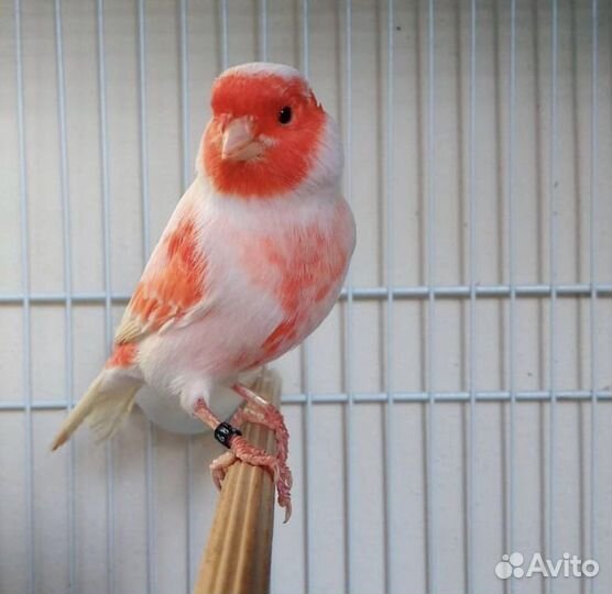 Поющие кенары красные, оранжевые, лимонные