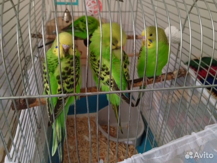 Волнистые попугаи и птенцы с доставкой