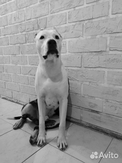 Вязка мальчик аст