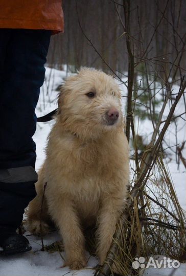 Бобтейл Шпинат ищет семью