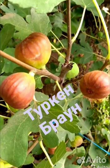 Комнатные растения-Инжир