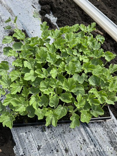 Рассада арбуза