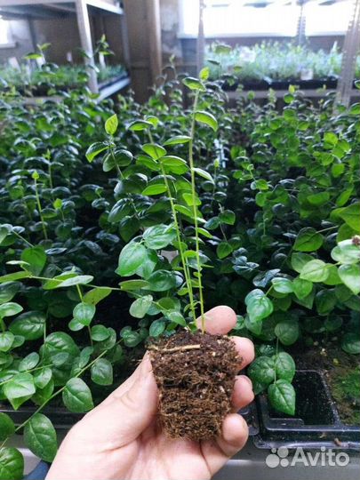 Голубика на доращивание от 1000 шт