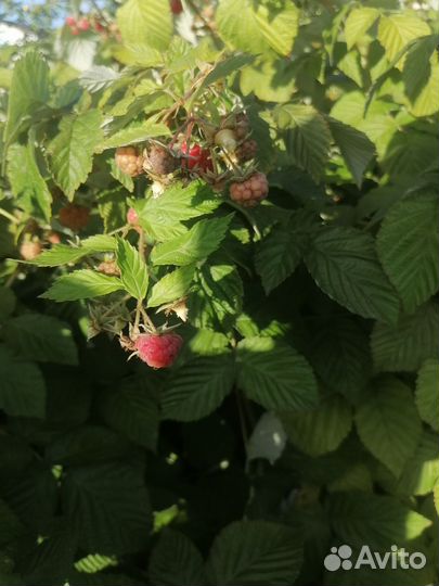 Ремонтантная малина