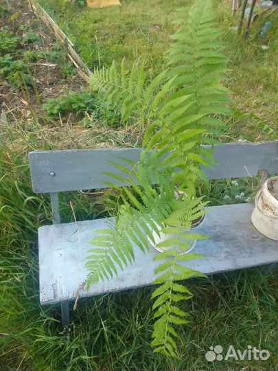 Папоротник садовый