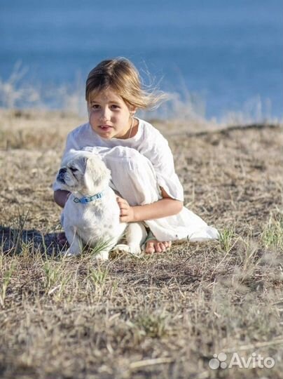 Вязка пекинес