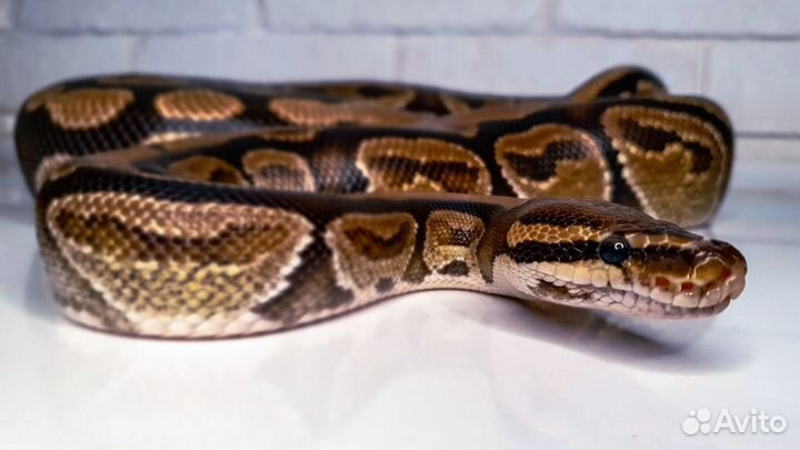 Змея аренда