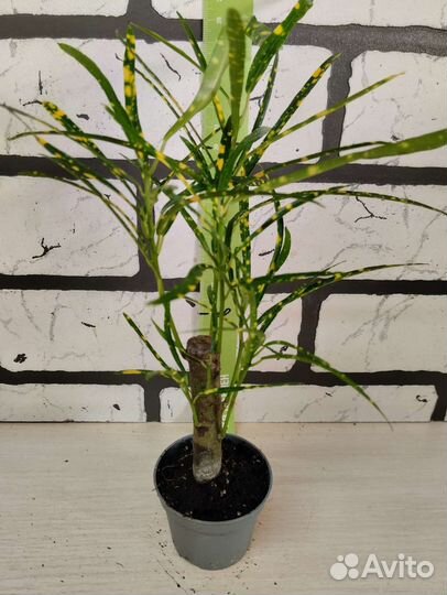 Кротон пиктум на штамбе