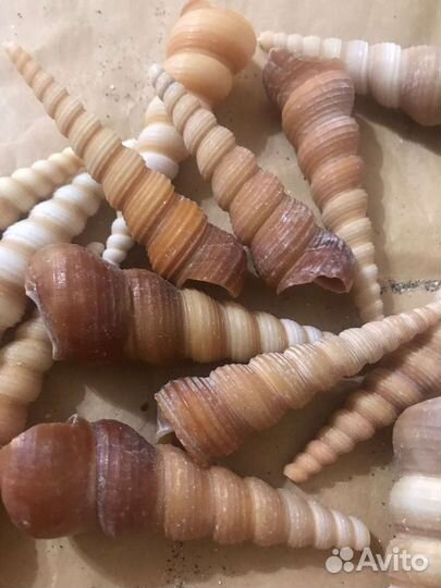 Ракушка. Теребра турретели