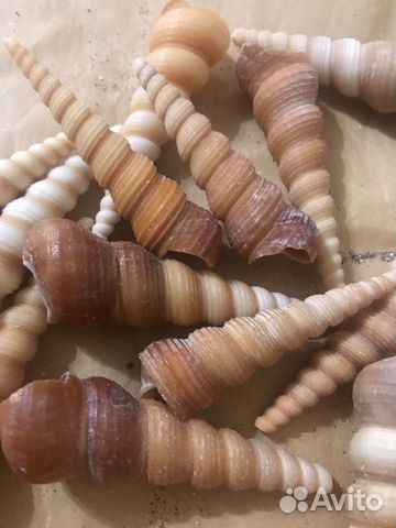 Ракушка. Теребра турретели