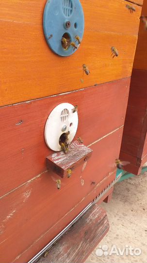 Пчелы с ульями