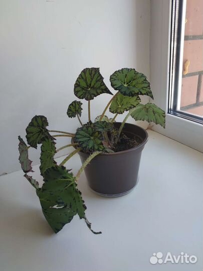 Бегония тигровая