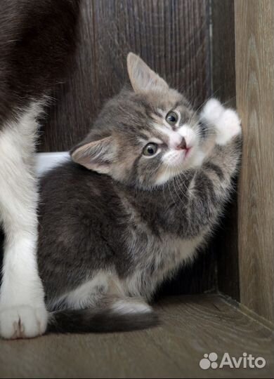 Девочка 1,5 месяца