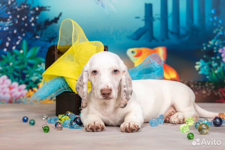 Такса окрас пайболд