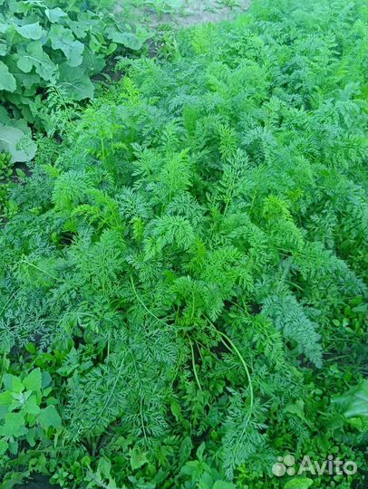 Зелень, укроп, щавель, петрушка, салат