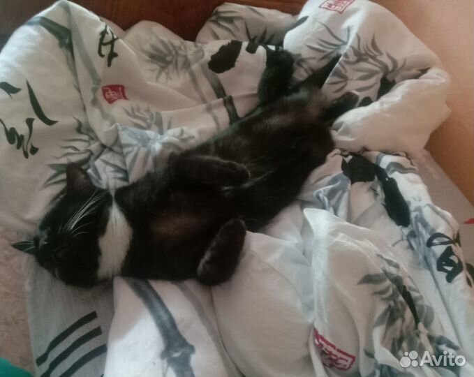 Кошки в добрые руки