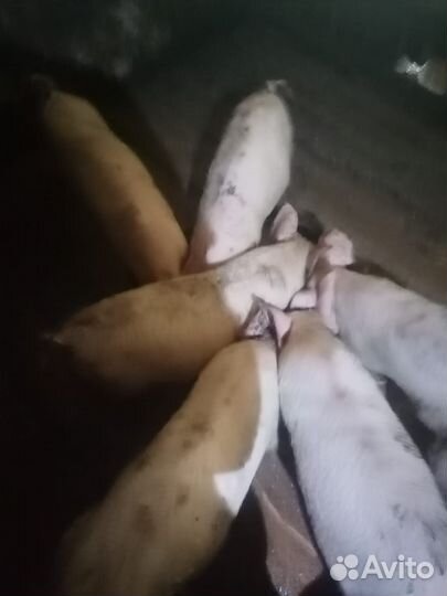 Поросята ландрас