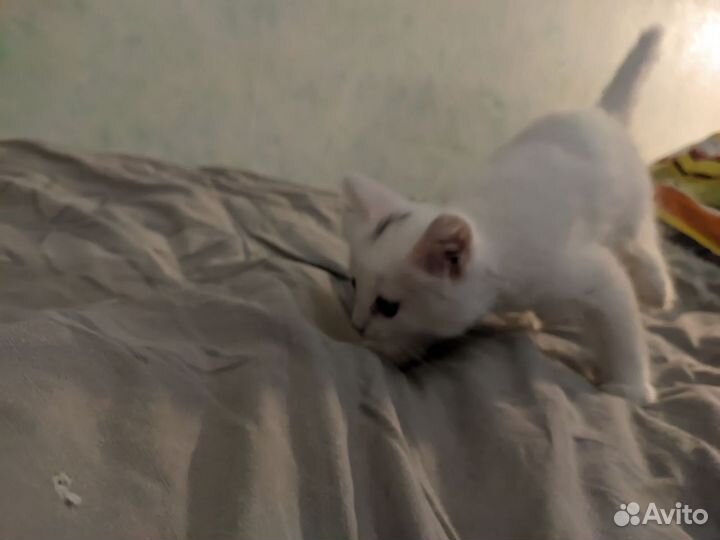 Отдам в хорошие руки бесплатно