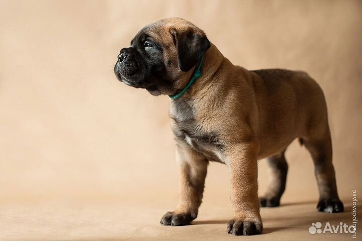 Бульмастиф