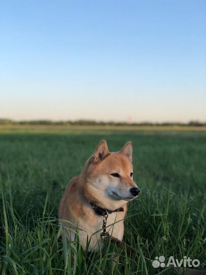 Вязка сиба ину