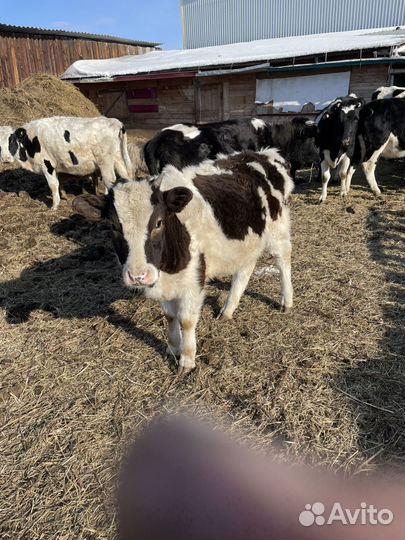 Продам телочек
