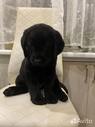 Щенки лабрадора
