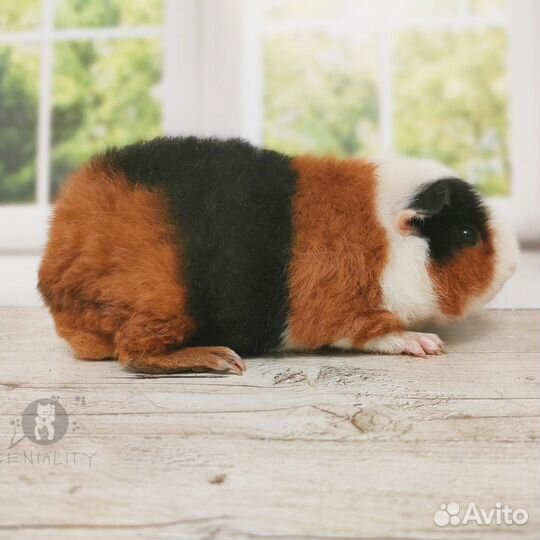 Морская свинка американский тедди