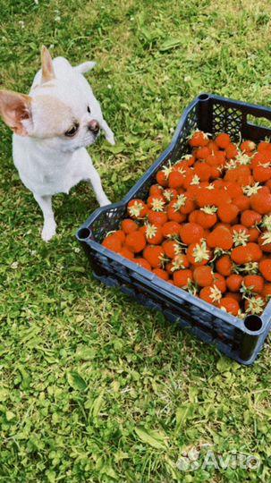 Вязка кобель чихуахуа Москва