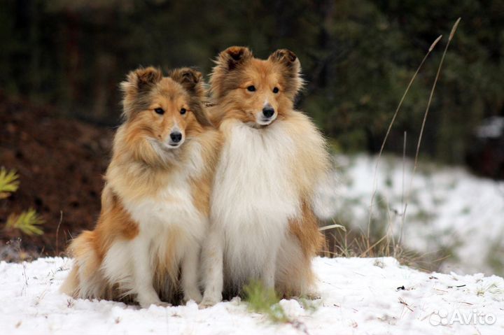 Шелти мини колли