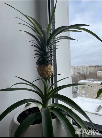 Ананас растение