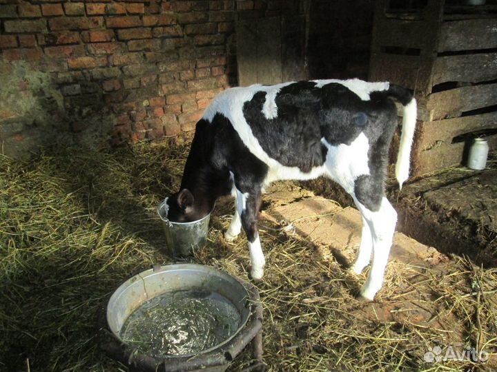 Телочка от высокоудойной коровы